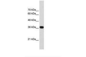 Image no. 1 for anti-PC4 and SFRS1 Interacting Protein 1 (PSIP1) (AA 85-134) antibody (ABIN203293) (PSIP1 anticorps  (AA 85-134))