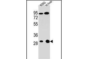 ETFA Antibody (C-term) (ABIN655079 and ABIN2844711) western blot analysis in K562 cell line and mouse liver tissue lysates (35 μg/lane). (ETFA anticorps  (C-Term))
