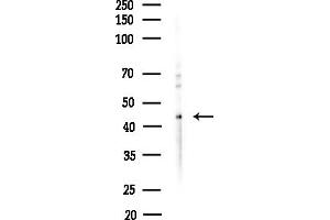 anti-Septin 11 (SEPT11) (N-Term) antibody