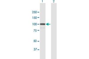 Western Blot analysis of KIF23 expression in transfected 293T cell line by KIF23 MaxPab polyclonal antibody. (KIF23 anticorps  (AA 1-856))