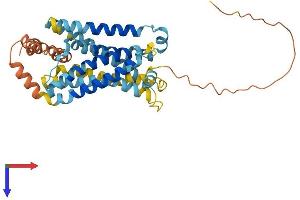 MAS1 Oncogene Like Protein (MAS1L) (AA 1-378) protein (His tag)