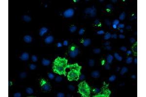 Anti-DAND5 mouse monoclonal antibody (ABIN2455143) immunofluorescent staining of COS7 cells transiently transfected by pCMV6-ENTRY DAND5 (RC221703). (DAND5 anticorps  (AA 23-189))