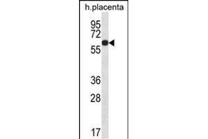 GLCCI1 Antibody (Center) (ABIN656789 and ABIN2846008) western blot analysis in human placenta tissue lysates (35 μg/lane). (GLCCI1 anticorps  (AA 226-255))