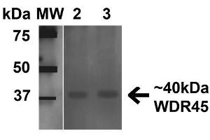 Western blot analysis of Human 293Trap cell lysates showing detection of 40 kDa WDR45 protein using Rabbit Anti-WDR45 Polyclonal Antibody . (WDR45 anticorps  (AA 312-322) (Biotin))