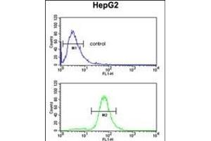 GSTA4 Antibody (N-term) (ABIN652919 and ABIN2842591) flow cytometric analysis of HepG2 cells (bottom histogram) compared to a negative control cell (top histogram).
