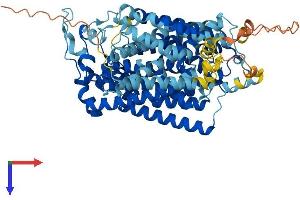 AlphaFold protein structure predicition of Human Recombinant SLC5A2 Protein, UniprotID P31639