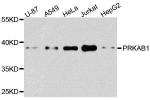 Western blot analysis of extracts of various cell lines, using PRKAB1 antibody. (PRKAB1 anticorps  (AA 1-80))