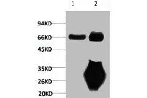 1) Input: Mouse Brain Tissue Lysate 2) IP product: IP dilute 1:200