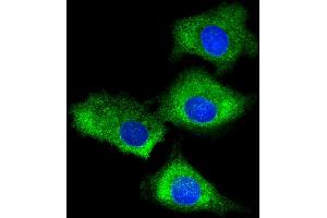Immunofluorescent analysis of 4 % paraformaldehyde-fixed, 0. (RPS7 anticorps  (AA 158-191))