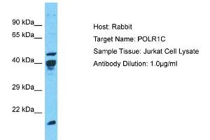 Host: Rabbit Target Name: POLR1C Sample Type: Jurkat Whole Cell lysates Antibody Dilution: 1. (POLR1C anticorps  (N-Term))