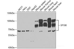 Western blot analysis of extracts of various cell lines using SP100 Polyclonal Antibody at dilution of 1:1000. (SP100 anticorps)