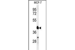 Western blot analysis of RXRA Antibody (Center) (ABIN651113 and ABIN2840079) in MCF-7 cell line lysates (35 μg/lane).