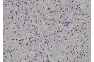 ABIN6276880 at 1/100 staining Human liver tissue by IHC-P. (POLR2C anticorps  (Internal Region))