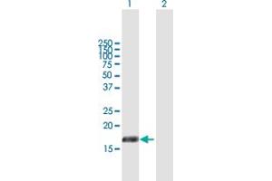 Western Blot analysis of PIGH expression in transfected 293T cell line by PIGH MaxPab polyclonal antibody. (PIGH anticorps  (AA 1-188))