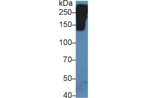 Detection of RELN in Mouse Fetal rat lysate using Polyclonal Antibody to Reelin (RELN) (Reelin anticorps  (AA 3143-3461))