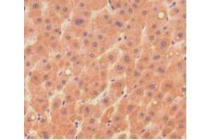 IHC-P analysis of Human Liver Tissue, with DAB staining. (DNASE1 anticorps  (AA 19-259))