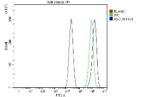 Flow Cytometry analysis of CACO-2 cells using anti-HGD antibody (ABIN7601528).