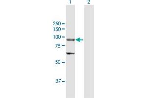 Western Blot analysis of ELAC2 expression in transfected 293T cell line by ELAC2 MaxPab polyclonal antibody. (ELAC2 anticorps  (AA 1-826))