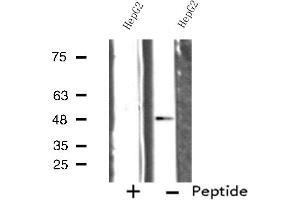 Western blot analysis of extracts from HepG2 cells, using SERC1 antibody. (SERINC1 anticorps  (C-Term))