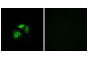 Immunofluorescence (IF) image for anti-Vomeronasal 1 Receptor 5 (VN1R5) (Internal Region) antibody (ABIN1853366) (VN1R5 anticorps  (Internal Region))