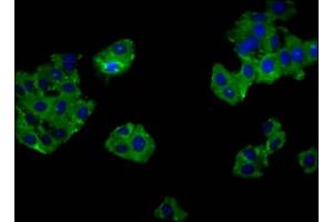 Immunofluorescence staining of HepG2 cells with ABIN7153351 at 1:133, counter-stained with DAPI. (GPR52 anticorps  (AA 225-265))
