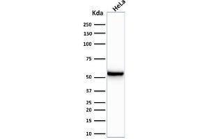 Western Blot Analysis of human HeLa cell lysate using Cytokeratin 7 Mouse Monoclonal Antibody (KRT7/760). (Cytokeratin 7 anticorps)