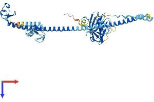 AlphaFold protein structure predicition of Mouse Recombinant Trim60 Protein, UniprotID Q8VI40