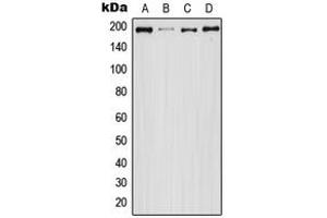 Western blot analysis of EGFR (pS1071) expression in HEK293T (A), A431 EGF-treated (B), Raw264. (EGFR anticorps  (C-Term, pSer1071))