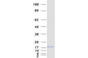 Validation with Western Blot