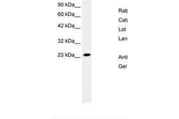 MEAF6 anticorps  (N-Term)