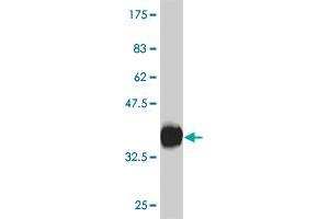 Western Blot detection against Immunogen (30. (CXCR4 anticorps  (AA 1-46))