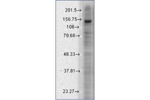 Western Blotting (WB) image for anti-Potassium Channel, Subfamily T, Member 2 (KCNT2) (AA 564-624) antibody (ABIN492454) (KCNT2 anticorps  (AA 564-624))