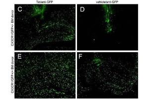 IHC - Immuno-Fluorescence of Biotin Mouse anti-GFP antibody.