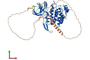 AlphaFold protein structure predicition of Mouse Recombinant Clk4 Protein, UniprotID O35493