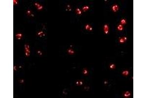 Immunofluorescence (IF) image for anti-Integrin alpha 4 (ITGA4) (Middle Region 2) antibody (ABIN1031199) (ITGA4 anticorps  (Middle Region 2))