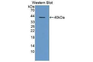 Western Blotting (WB) image for anti-Chemokine (C-X-C Motif) Ligand 1 (Melanoma Growth Stimulating Activity, Alpha) (CXCL1) antibody (ABIN3201224) (CXCL1 anticorps)