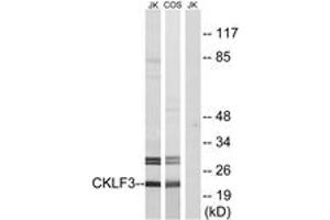 Western blot analysis of extracts from Jurkat/COS cells, using CKLF3 Antibody.