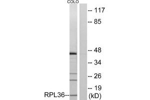 Western blot analysis of extracts from COLO cells, using RPL36 antibody. (RPL36 anticorps  (Internal Region))