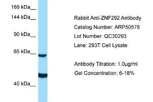 Western Blotting (WB) image for anti-Zinc Finger Protein 292 (ZNF292) (C-Term) antibody (ABIN2784241) (ZNF292 anticorps  (C-Term))