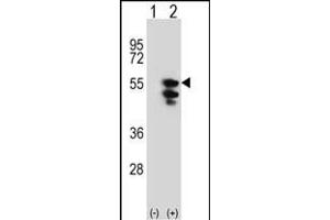 Western blot analysis of TUFM (arrow) using rabbit polyclonal TUFM Antibody (N-term) (ABIN389459 and ABIN2839526). (TUFM anticorps  (N-Term))