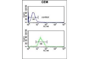 Flow cytometric analysis of CEM cells using ITPKC Antibody (N-term) Cat.