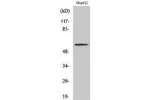 Western Blotting (WB) image for anti-SMAD, Mothers Against DPP Homolog 2 (SMAD2) (pSer467) antibody (ABIN3182472)