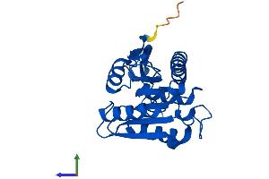 AlphaFold protein structure predicition of Human Recombinant LYPLA1 Protein, UniprotID O75608