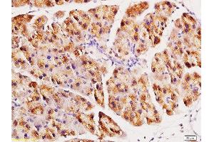 Formalin-fixed and paraffin embedded rat pancreas tissue labeled with Anti-ACE2 Polyclonal Antibody, Unconjugated at 1:200, followed by conjugation to the secondary antibody and DAB staining (ACE2 anticorps  (AA 601-700))