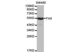 Western Blotting (WB) image for anti-TNF Receptor Superfamily, Member 6 (FAS) antibody (ABIN1872658) (FAS anticorps)