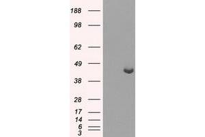 Western Blotting (WB) image for anti-Protein Phosphatase Methylesterase 1 (PPME1) antibody (ABIN1500296) (PPME1 anticorps)