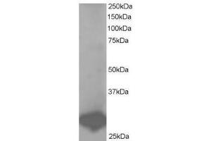 Image no. 1 for anti-B-Cell Receptor-Associated Protein 31 (BCAP31) (C-Term) antibody (ABIN374194) (BCAP31 anticorps  (C-Term))