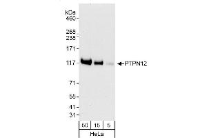 Western Blotting (WB) image for anti-Protein Tyrosine Phosphatase G1 (PTPN12) (AA 710-760) antibody (ABIN7453764)