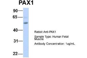 Host:  Rabbit  Target Name:  PAX1  Sample Type:  Human Fetal Muscle  Antibody Dilution:  1.