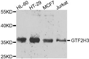 Western blot analysis of extracts of various cells, using GTF2H3 antibody. (GTF2H3 anticorps)